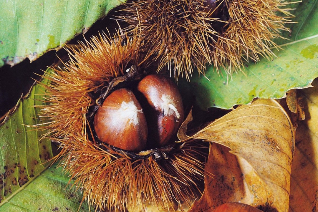 Locandina: Autunno & Inverno in Riserva