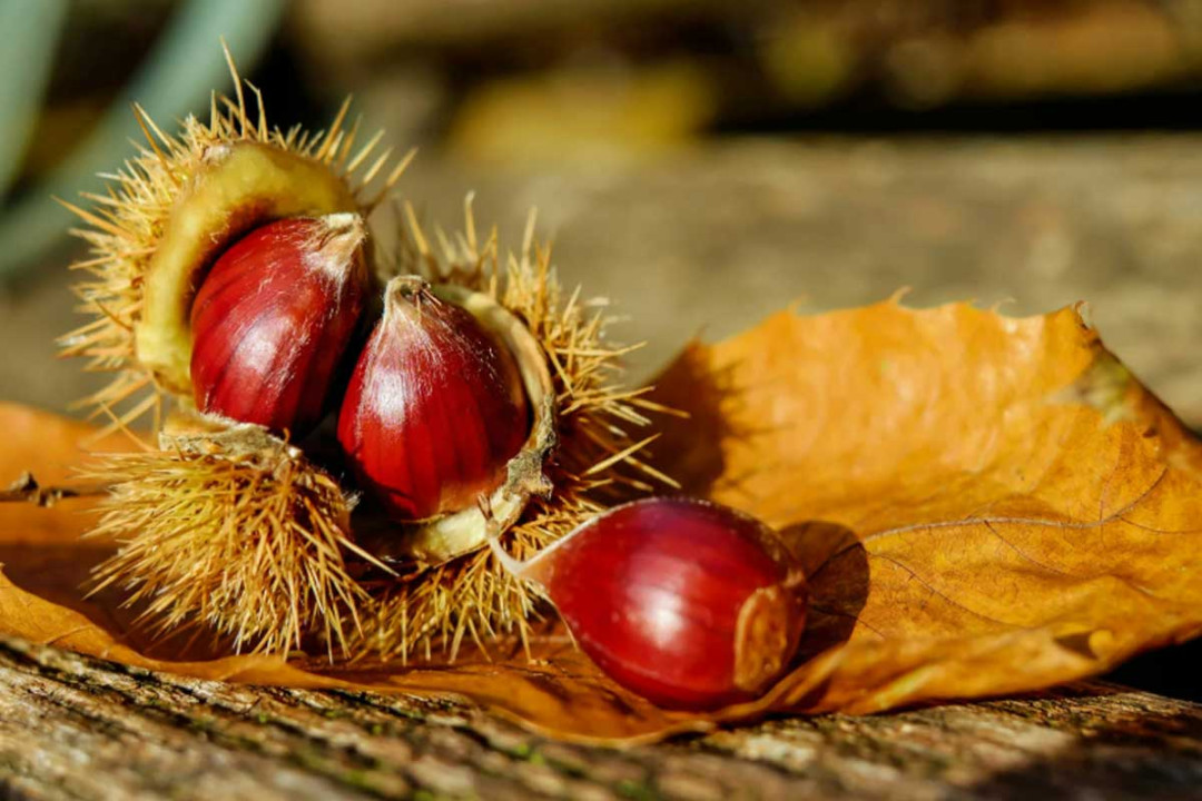 Locandina: Le castagne di San Martino