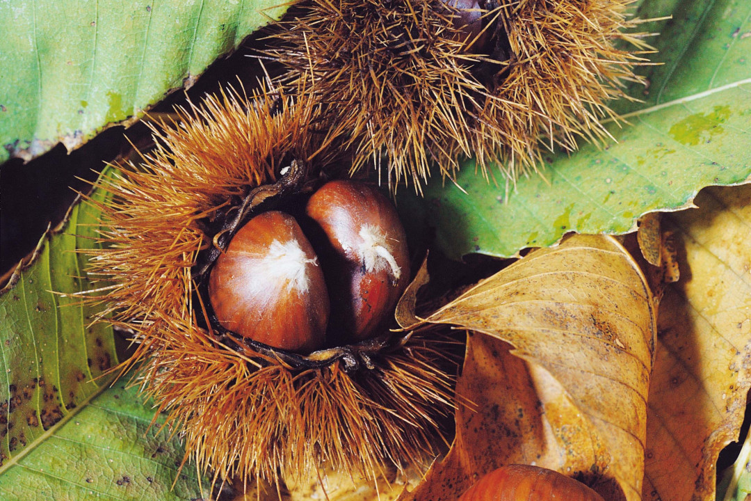 Chestnuts of the Bisenzio Valley