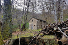 Alla scoperta del ciclo della castagna