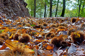 Passeggiate fra storia e natura: programma 2026