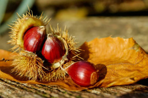 castagne
