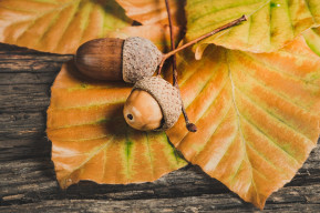 Picnic d'autunno