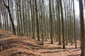 Passeggiata nella faggeta