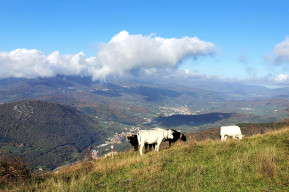 Calvana